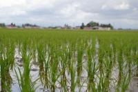宮城の大崎地方では、今年も順調に新米が育っております。